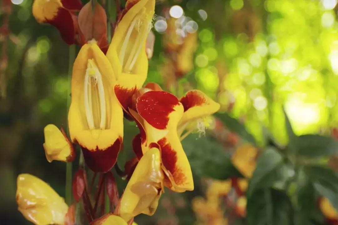 他的工作是厨师的英文,他的工作是什么英文句子