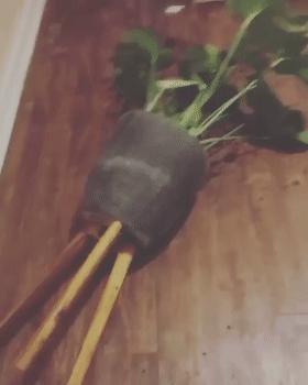 狗子不听话是你心太软,狗子不护主人