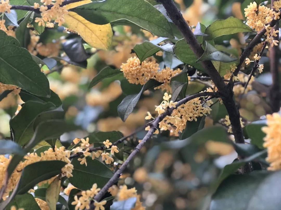 最美的风景美丽的校园,最美的风景就是校园