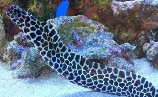 fot海水观赏鱼,fot鱼品种