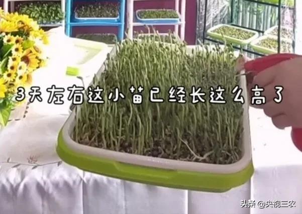 不用土就能发芽的种子,怎样自学无土种植芽苗菜