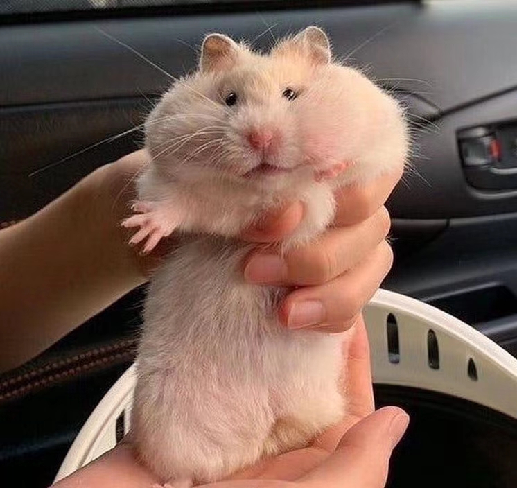 熬夜看完的种田纯爱文推荐,高甜无虐的种田文