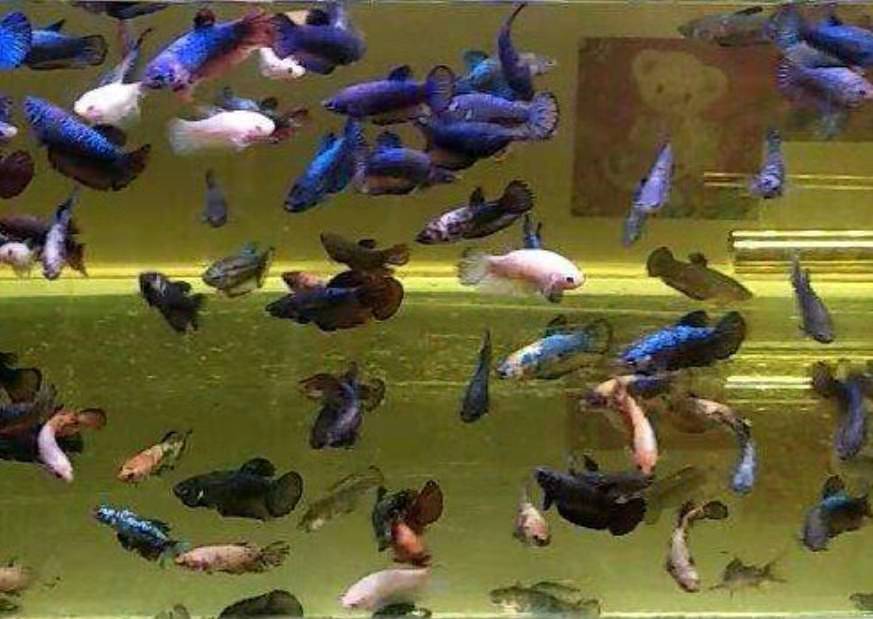 繁殖爆缸的小型观赏鱼,观赏鱼的饲养方法和管理技巧