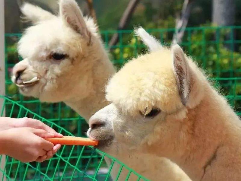 去动物园羊驼不能做的事情,动物园羊驼吐口水