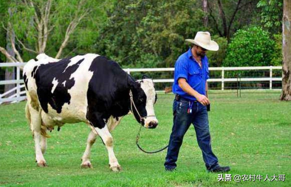 牛场管理技术方法,大型牛场管理方案
