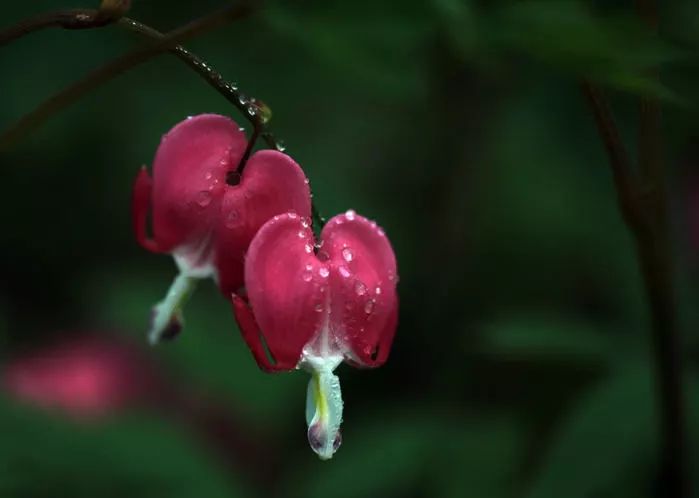 这把伞诗歌:《四月童话》