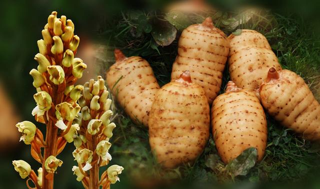 昭通天麻的形状特点,昭通天麻发展的历程