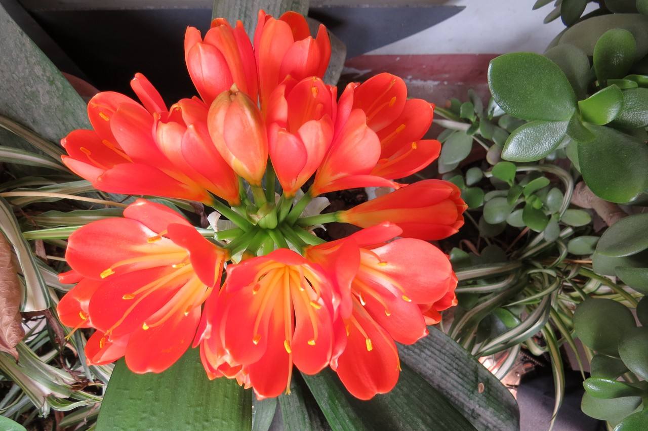 用花多多好还是用磷酸二氢钾好,花用磷酸二氢钾还是硫酸亚铁