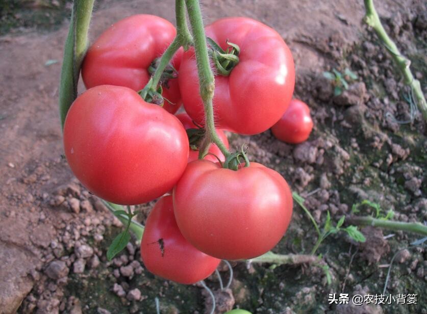 番茄膨果期出现裂纹、开裂等裂果现象，原因不一定都是因为缺钙！