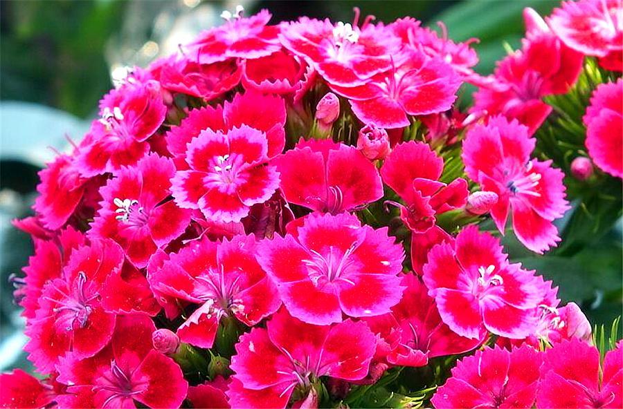 石竹好养又好看，只要做好“1勤2多和1少”，1盆花开50朵
