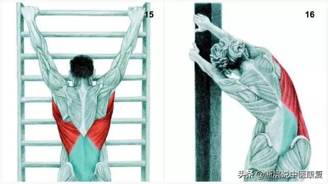 拉伸训练彩色图谱pdf电子版,常见肌肉拉伸合集