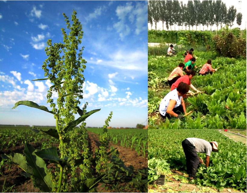 如果饲料也有“米其林”评级，蛋白质只算家常菜，肽才是精致料理