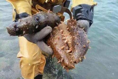 大连海参怎么辨别真假,大连海参怎么辨别真假是用药水吗