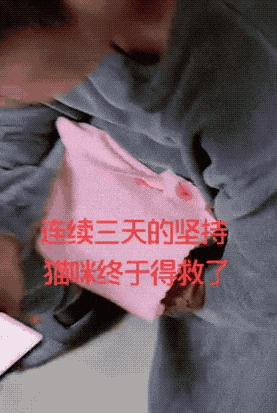 懒人养的猫很粘人吗,猫养得越久越粘人