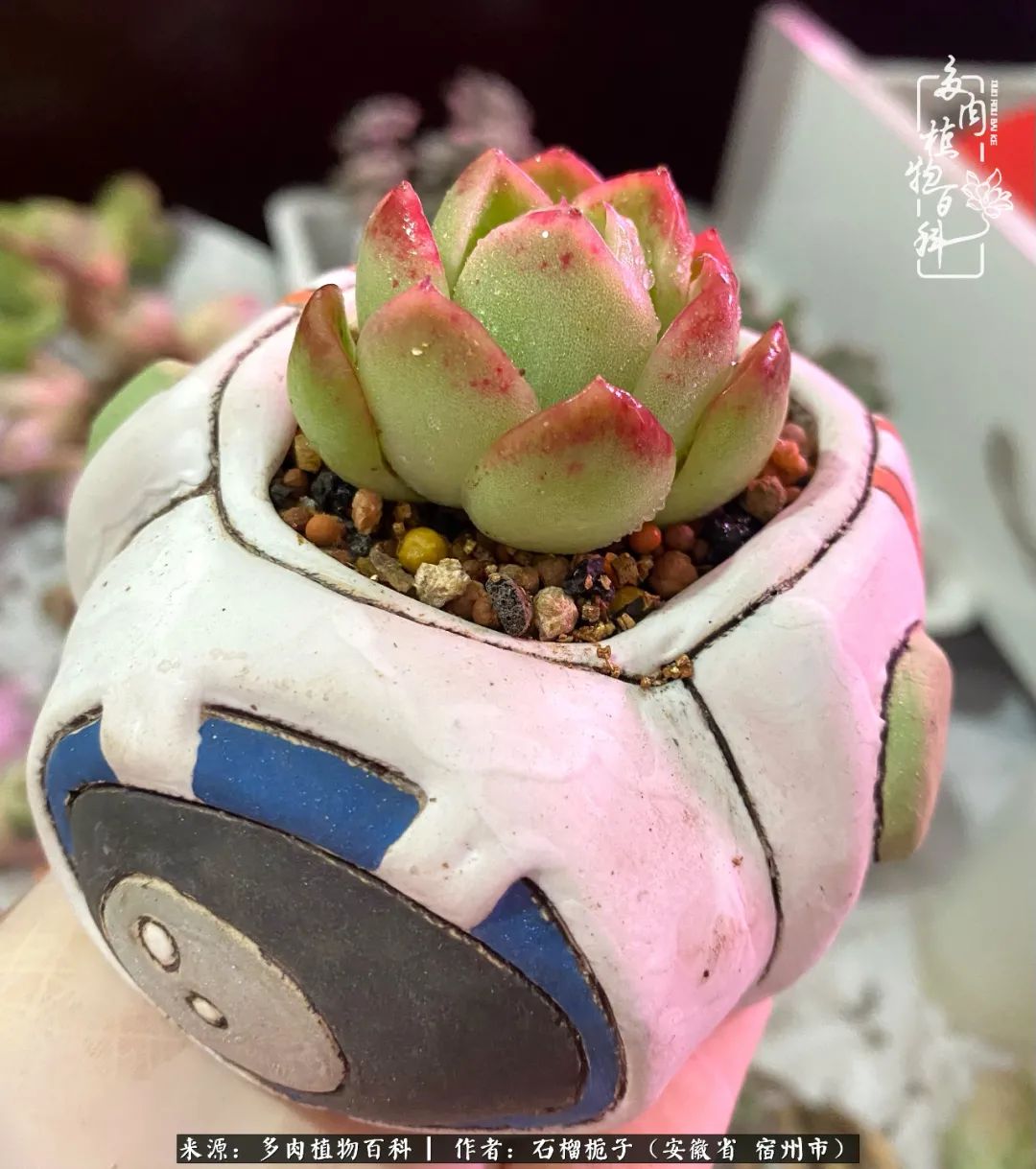 治愈系多肉：何以解忧，唯有多肉