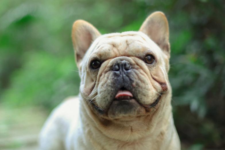 法国斗牛犬的优缺点有哪些,法国斗牛犬凶不凶