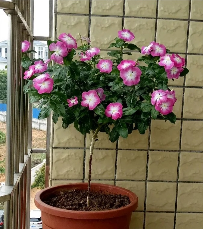 秋天扦插花苗,秋天扦插的小苗