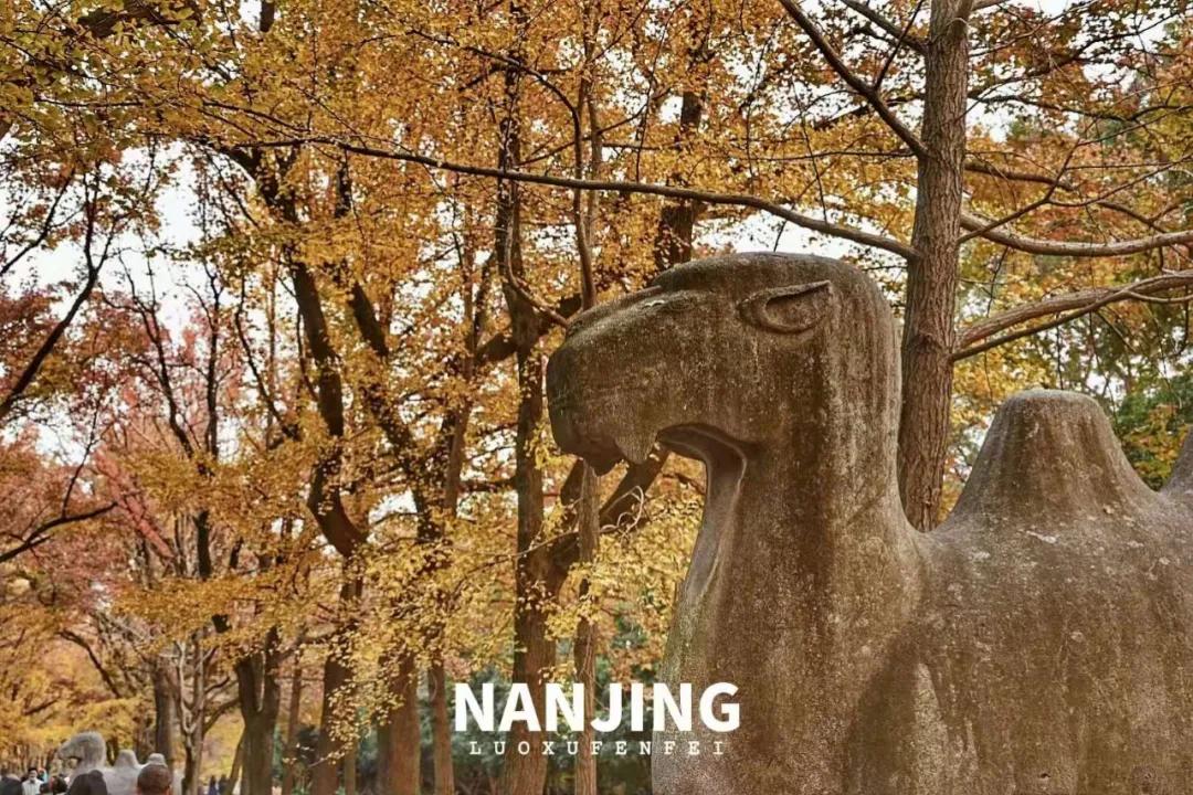 玩完南京去哪里玩景点推荐,南京钟山风景区秋天一日游攻略