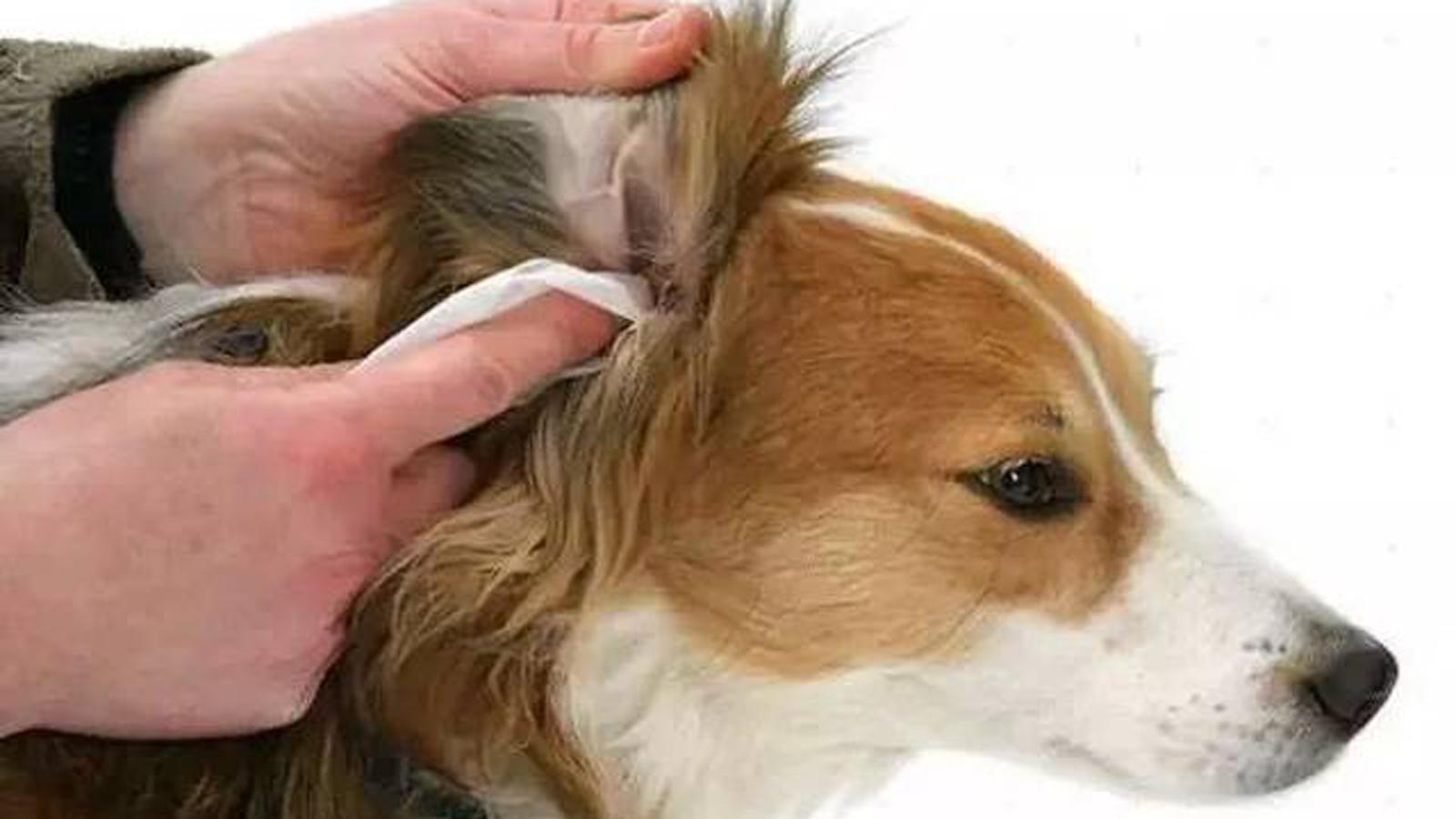 狗体臭味怎么除掉,狗体臭是什么原因怎么治