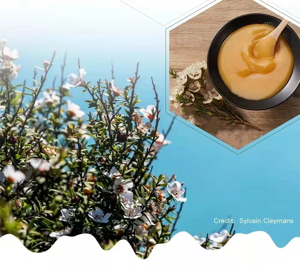 初乳碱性蛋白+燕窝酸！新西兰首款“双添加”羊奶粉深度评测