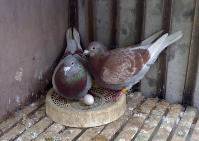 幼鸽跟老鸽子分棚的好处,信鸽种鸽散养好还是笼养好