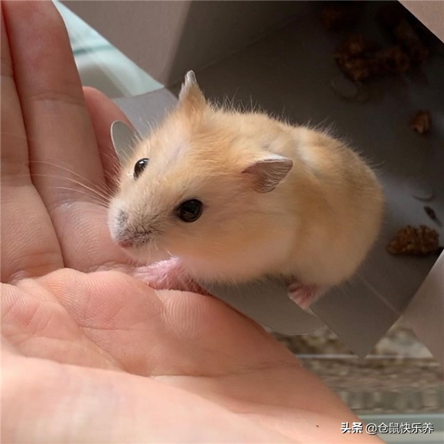 仓鼠挑食几招能让仓鼠乖乖吃饭,仓鼠不爱吃鼠粮只吃面包虫