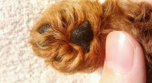 泰迪犬一直舔自己的脚是什么情况,泰迪犬喜欢舔人的手是怎么回事