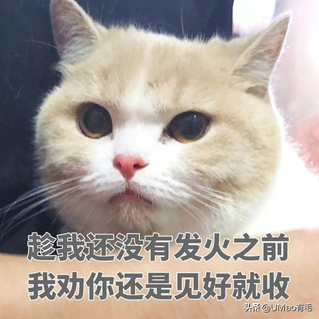 每只猫的名字都能叫出来,一只小公猫的名字