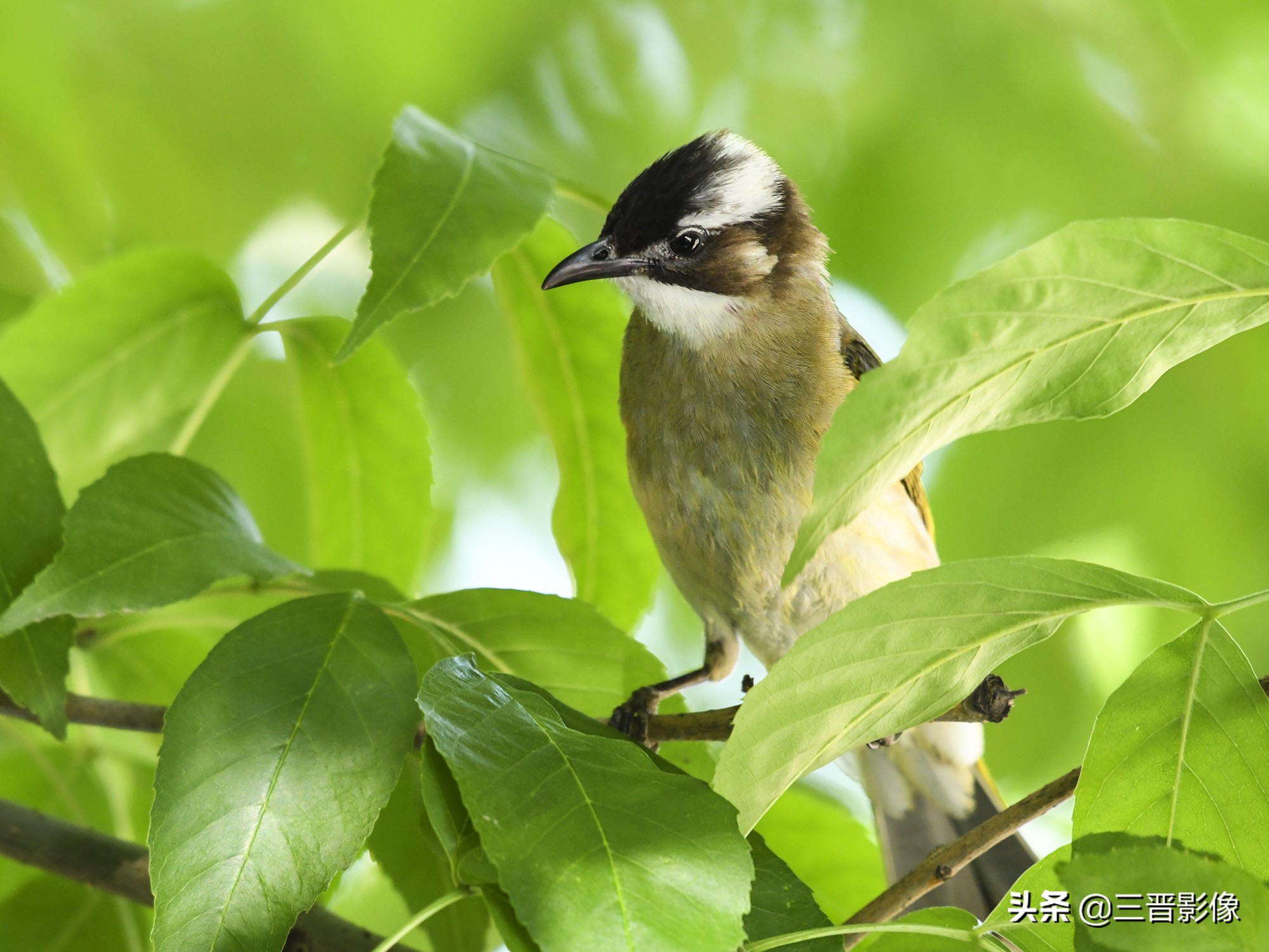 拍鸟用什么好,拍鸟视频用什么设备