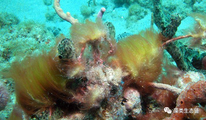 铻烘棆钘诲拰灏忕悆钘诲摢涓姉鐧屾晥鏋滃ソ,铻烘棆钘诲皬鐞冭椈鎶楃檶