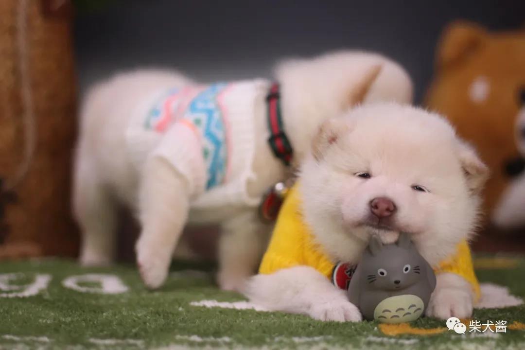 柴犬拉肚子了怎么办,小柴犬拉肚子怎么办