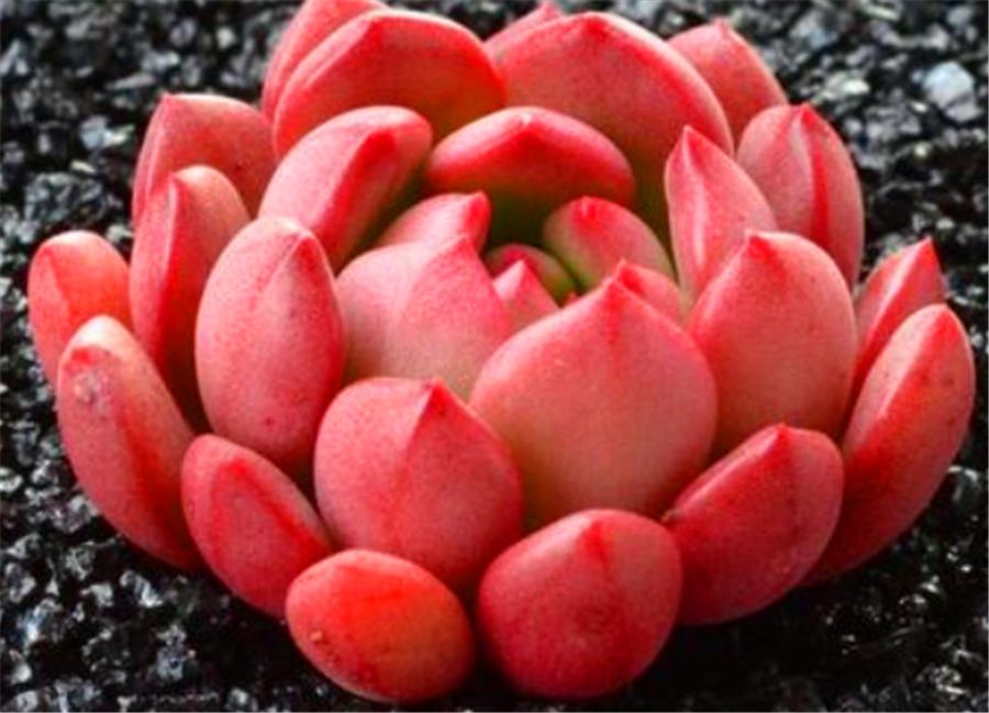 多肉红宝石的十大忌讳,多肉红宝石怎么才发红