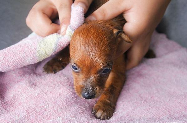 幼犬几个月后就不会生病,幼犬洗澡有点感冒