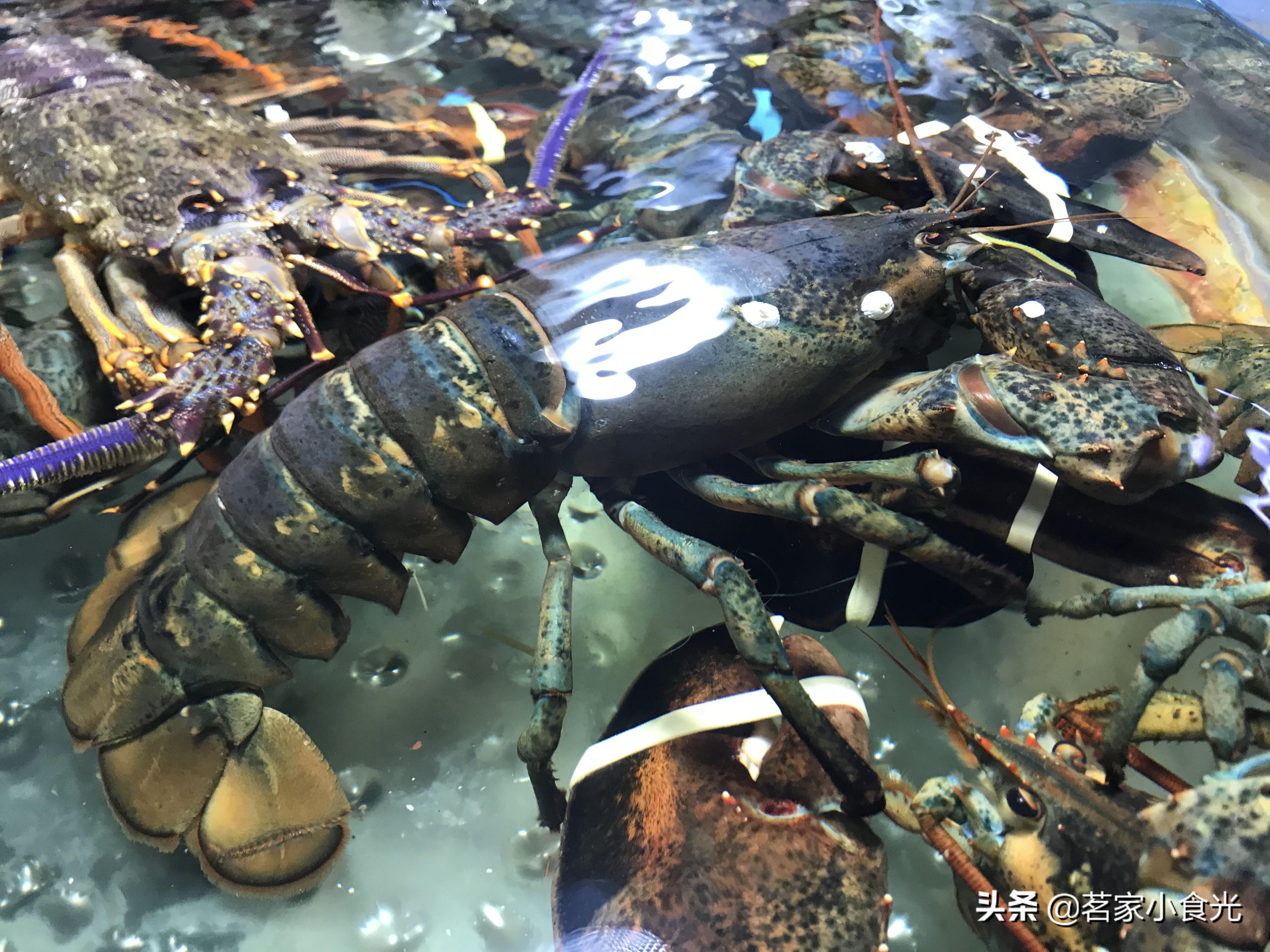 探店石家庄高端自助,吃喝玩转石家庄探店价格