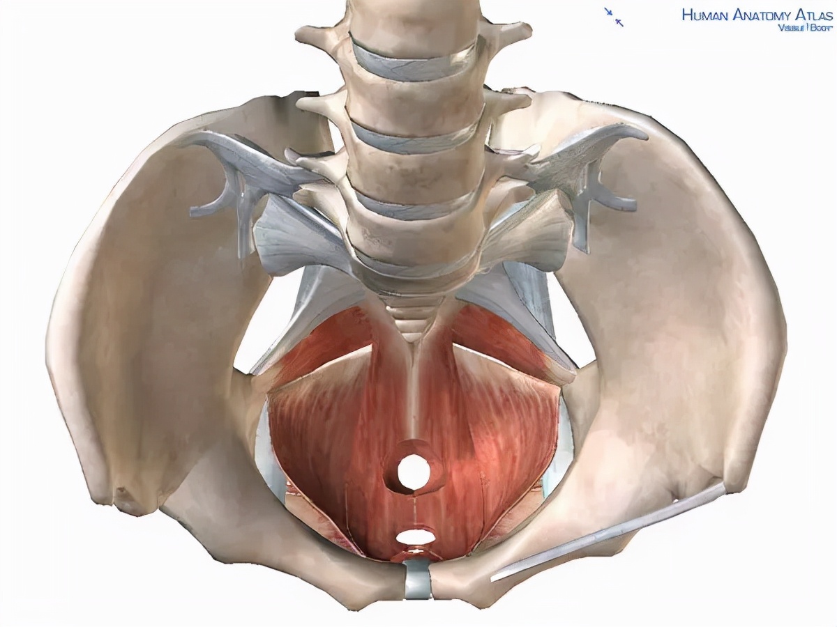 盆底肌不懂发力？这样训练试试