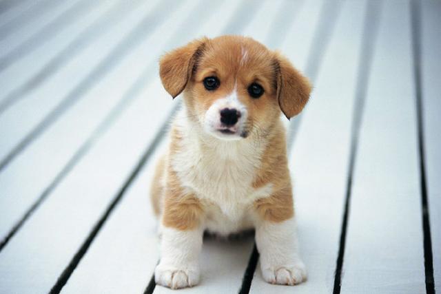 汪星人出现这8个动作，表示它在跟你求救