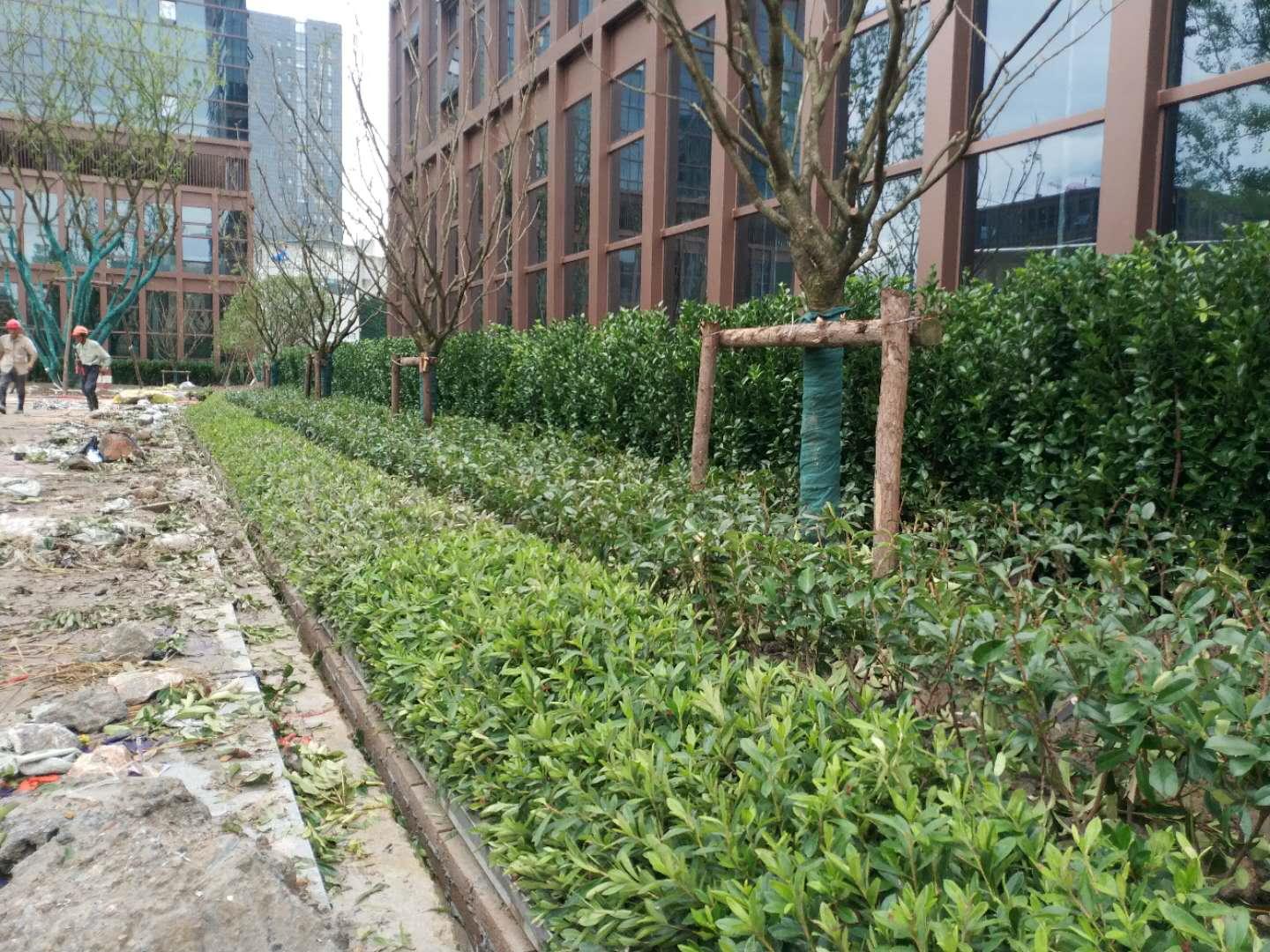 大叶黄杨冬季黄叶是什么原因,大叶黄杨叶片发黄掉叶是什么原因