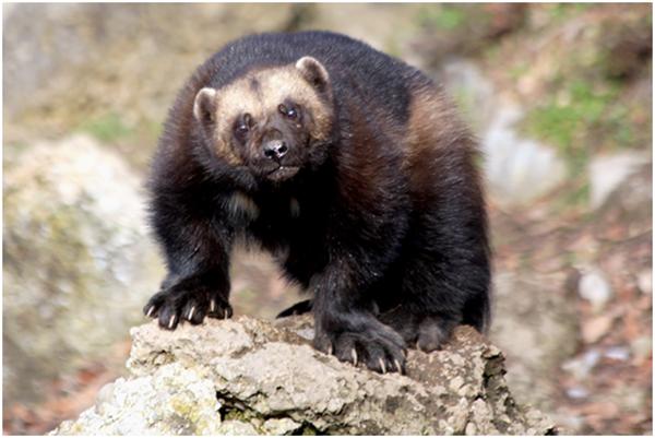 看似危险的动物,看似弱小却十分强大的动物