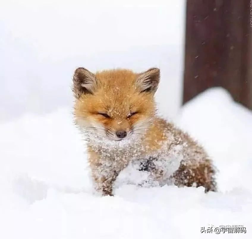20张动物照片,宝宝萌照动物图片