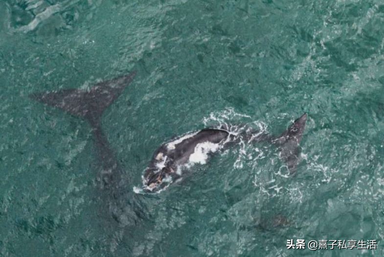 环游世界夫妻赚了十个亿,情侣环游世界视频