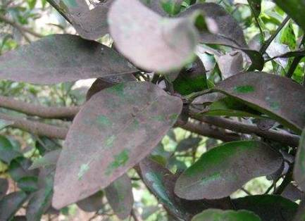 蚜虫的最新防治办法,蚜虫怎么危害植物小视频