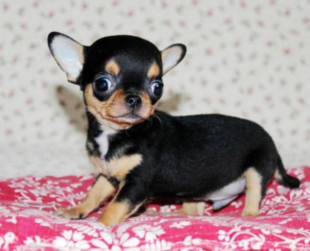 怎么才能让吉娃娃狗狗跳舞,吉娃娃跳舞