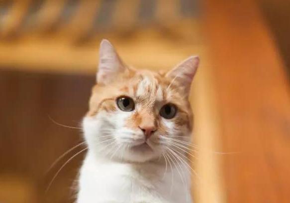 你知道猫咪的胡须为什么不能剪吗,为什么猫咪的胡须不能剪