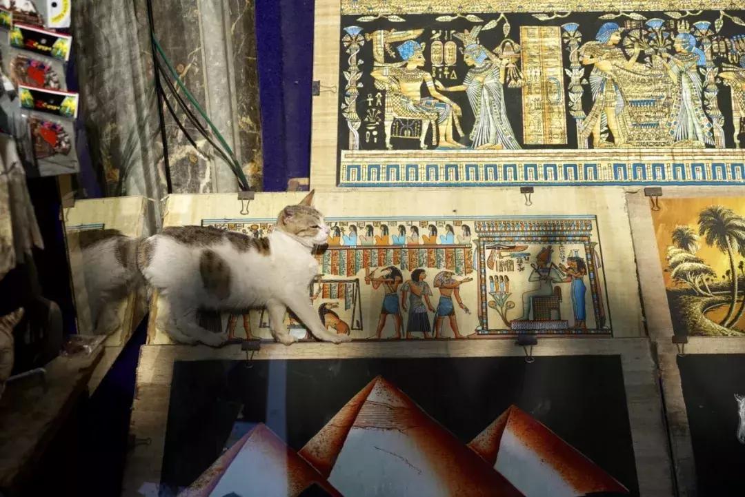 埃及有什么值得购买的,淘世界网购可靠吗