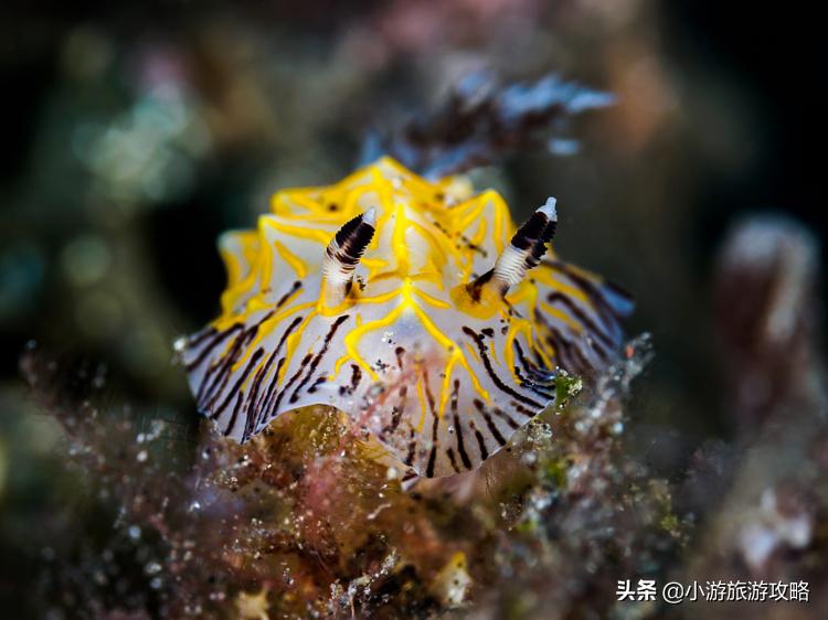 潜水小白必看,潜水圣地三天旅游攻略