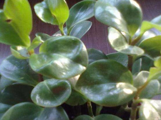 青叶碧玉怎么养,紫边青叶碧玉的养殖方法