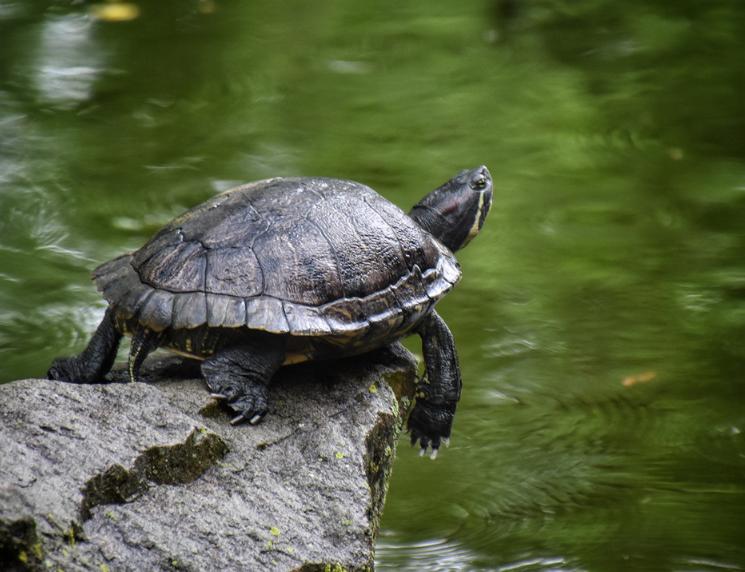 养乌龟的方法和注意事项,乌龟好养吗怎样正确的饲养乌龟