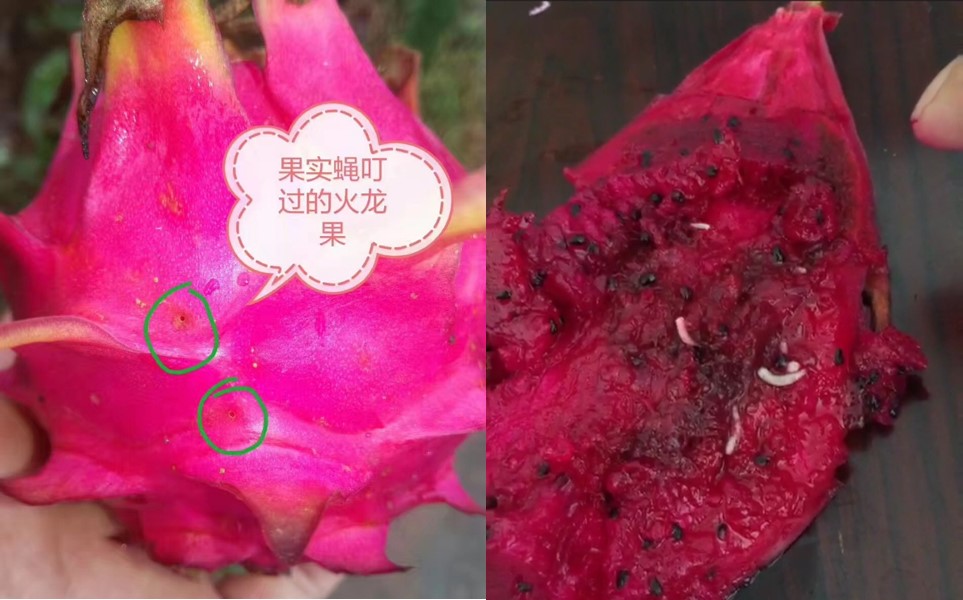 防果实蝇最有效又实用的方法,果实蝇爆发期怎么办