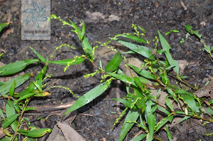水蓼草药功效与作用,水蓼治疗下身有湿气吗