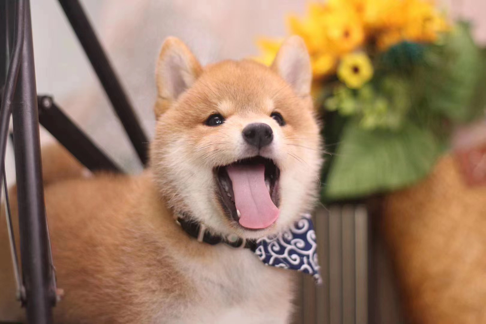 秋田犬和柴犬的区别,柴犬和秋田犬有啥区别